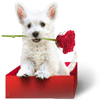This image has an empty alt attribute; its file name is b777c_vday-dog.gif
